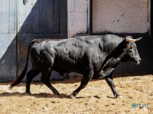 Sorteo. Madrid, domingo 11 de agosto de 2019