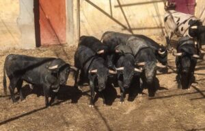 Sorteo. Huesca. domingo 11 de agosto de 2019