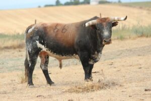 Toros de Miura para Bilbao