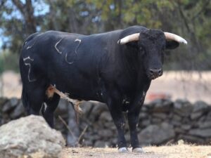 Novillos de Zacarías Moreno para Gijón