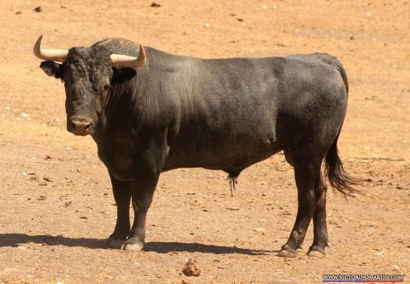 Los toros de Victorino y Monteviejo para Vitigudino