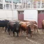 Sorteo. Málaga, miércoles 14 de agosto de 2019