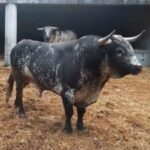 Orden de lidia. Bayona, miércoles 14 de agosto de 2019