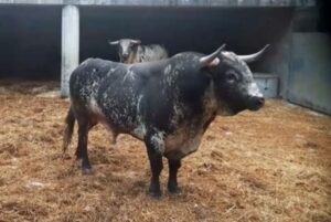 Orden de lidia. Bayona, miércoles 14 de agosto de 2019