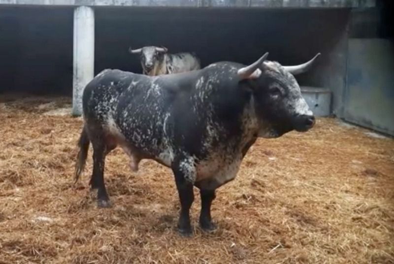 Orden de lidia. Bayona, miércoles 14 de agosto de 2019