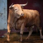 Sorteo. San Sebastián, miércoles 14 de agosto de 2019