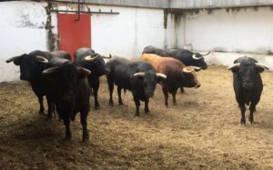 Sorteo. Gijón, jueves 15 de agosto de 2019