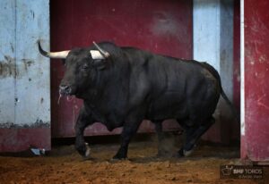 Sorteo. San Sebastián, jueves 15 de agosto de 2019