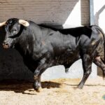 Sorteo. Madrid, domingo 18 de agosto de 2019