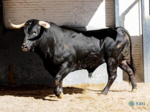 Sorteo. Madrid, domingo 18 de agosto de 2019