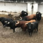 Sorteo. Gijón, domingo 18 de agosto de 2019