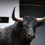 Sorteo. Bilbao, domingo 18 de agosto de 2019. Toros de Victorino Martín