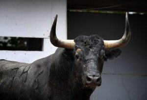 Sorteo. Bilbao, domingo 18 de agosto de 2019. Toros de Victorino Martín