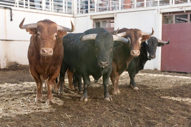 Una Fiera de Domingo Hernández abre plaza en Málaga