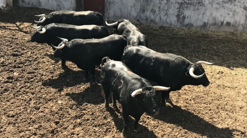 Listos los toros para esta tarde en Colmenar Viejo