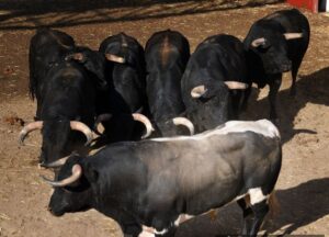 Sorteo. Palencia, sábado 31 de agosto de 2019