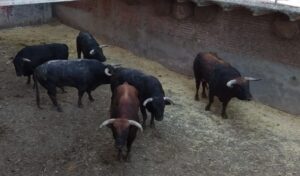 Sorteo, San Sebastián de los Reyes, 31 de agosto de 2019