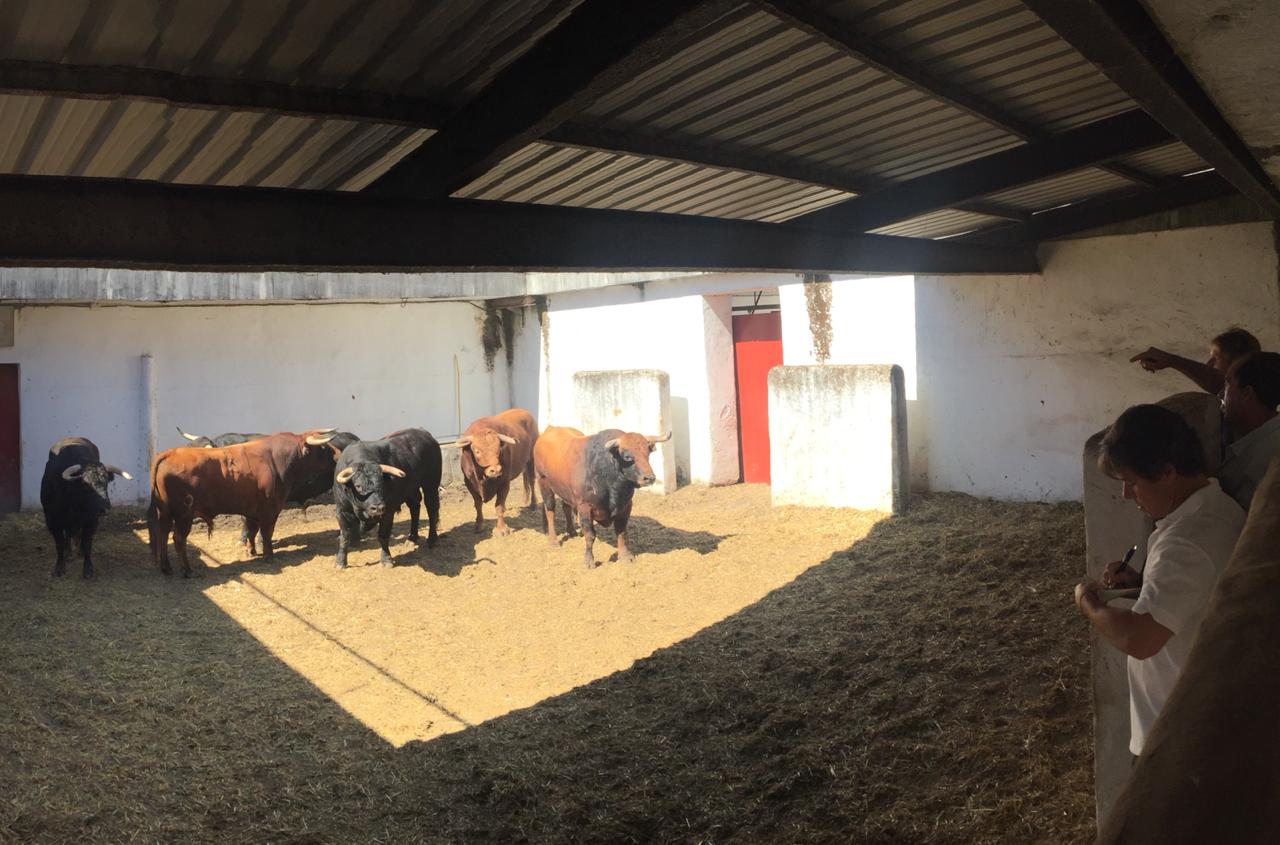 Seis de José Vázquez para la penúltima de feria en Gijón