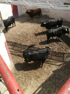 Toros de la ganadería de Hermanos Sánchez Herrero que serán lidiados el próximo viernes.