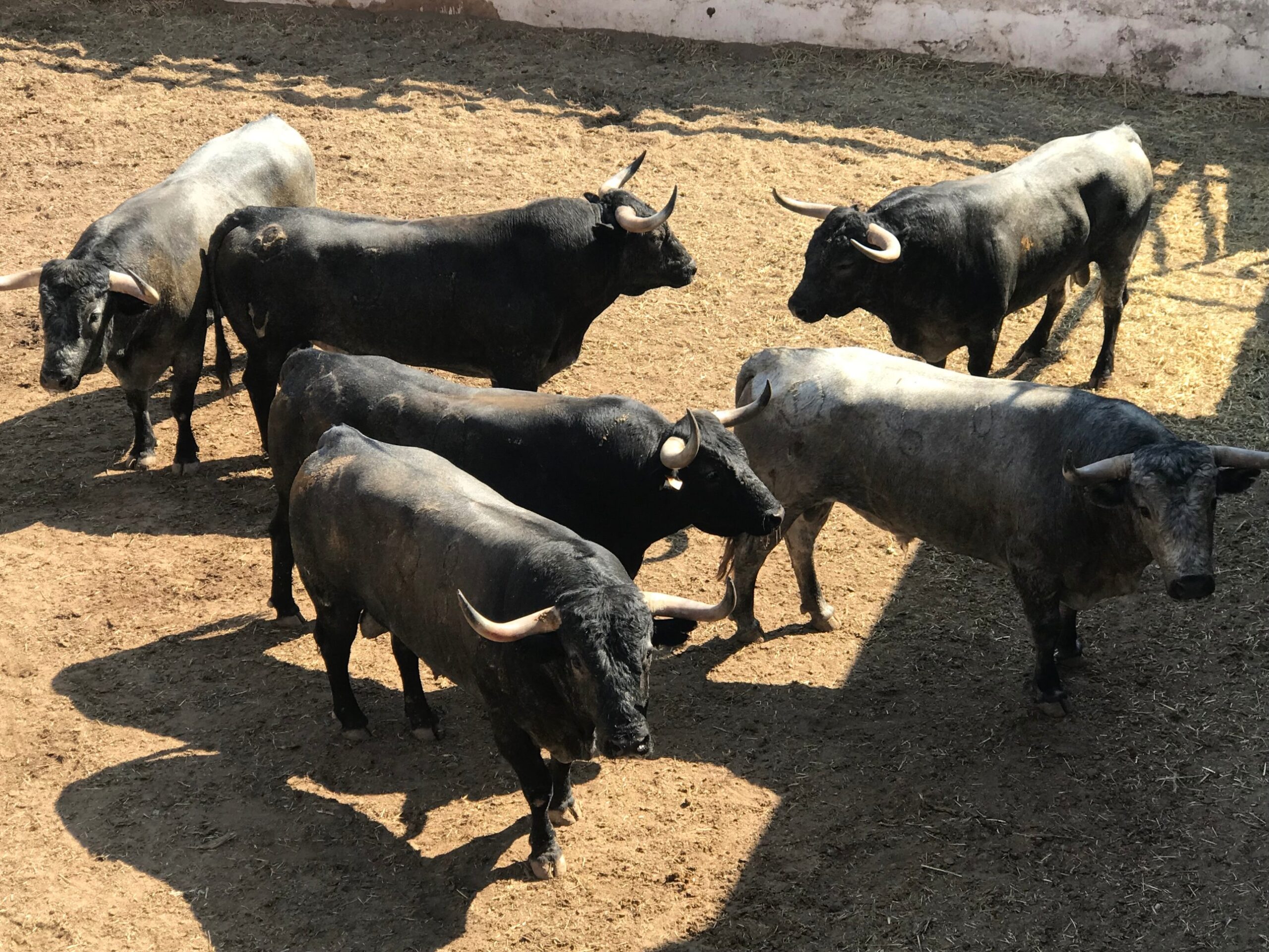 Dos Aviador de Adolfo Martín en Colmenar Viejo