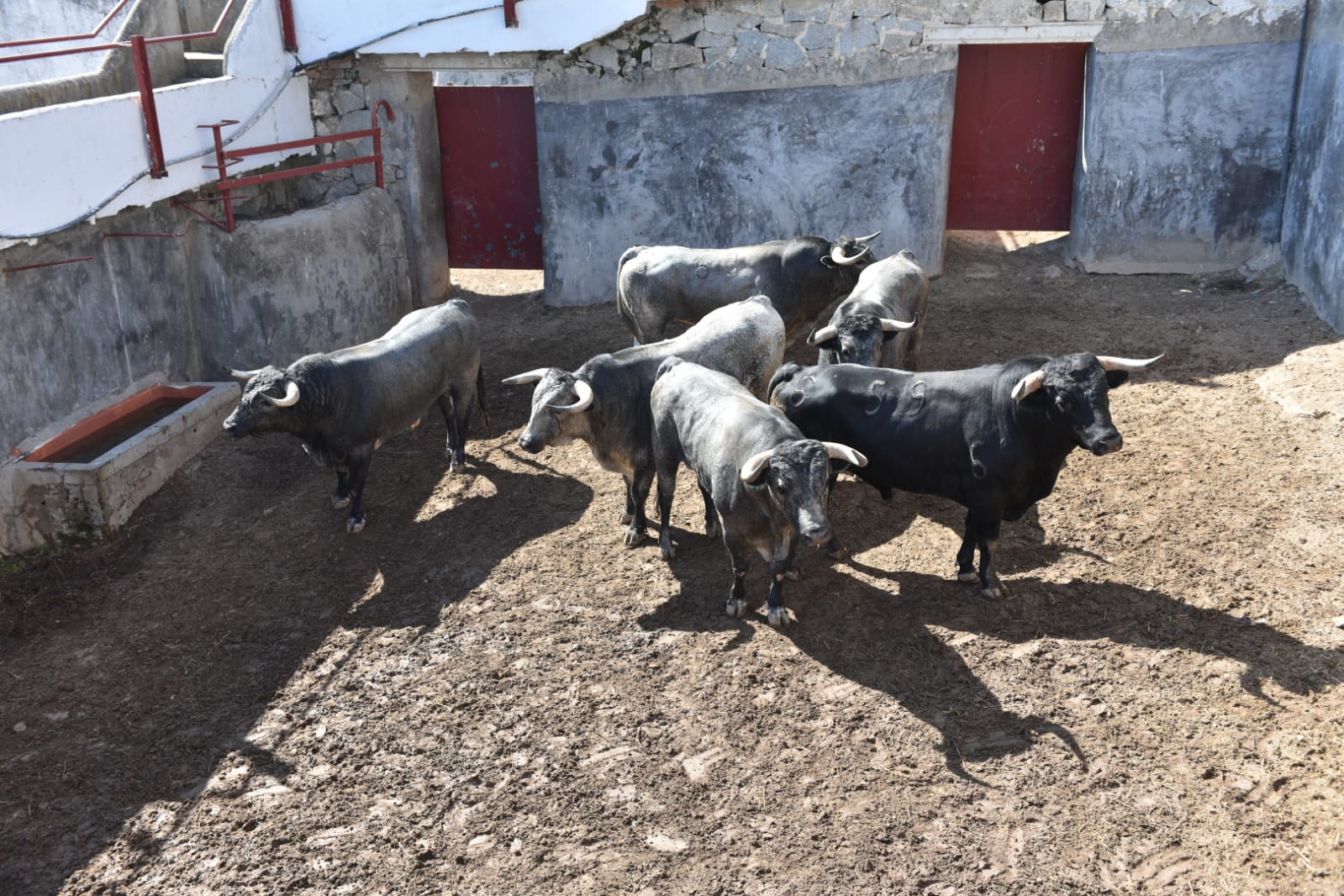 Sorteados los novillos de Flor de Jara para Colmenar Viejo