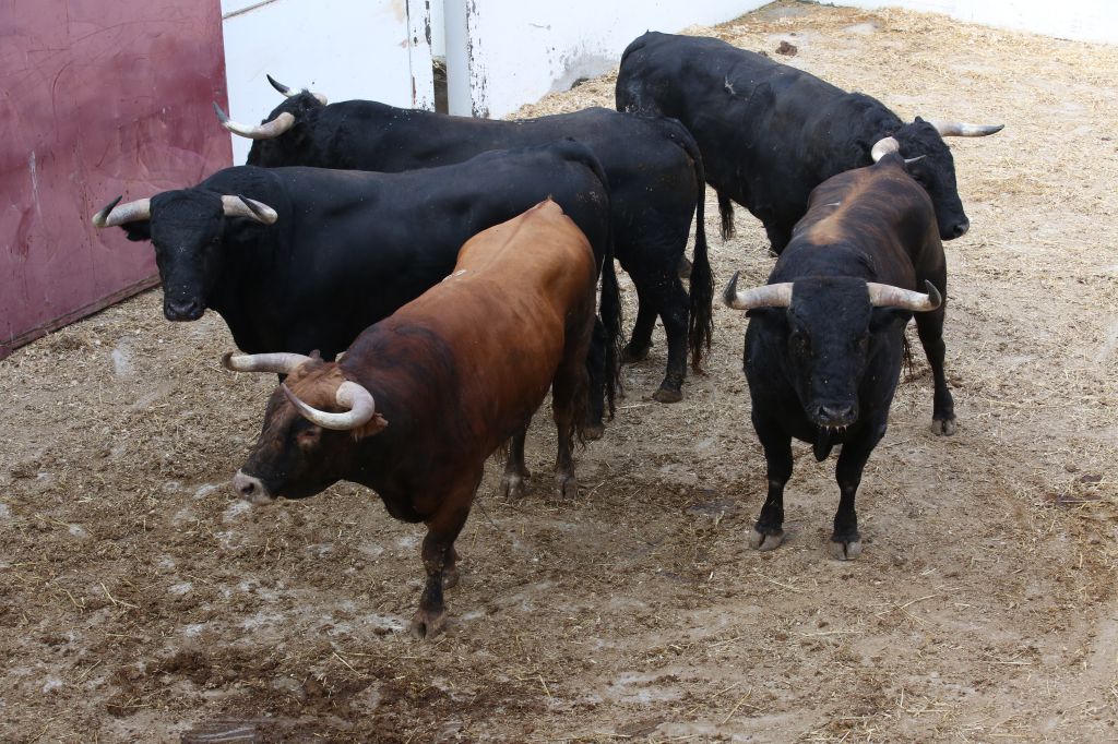 Bocineto, primero de los novillos de Gabriel Rojas en Málaga