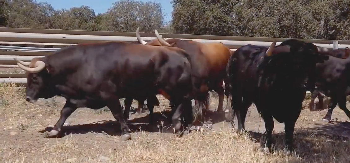 Los de Garcigrande para Bilbao