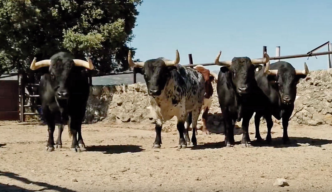 Los toros de Victoriano del Río para Bilbao