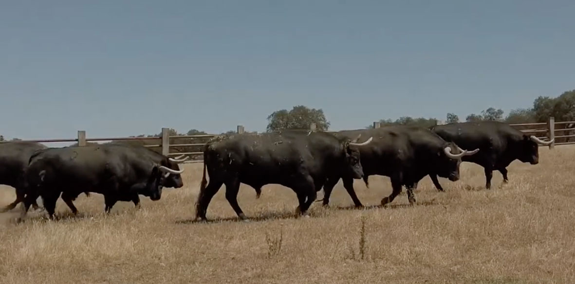 Los toros de Zalduendo para Bilbao, en vídeo