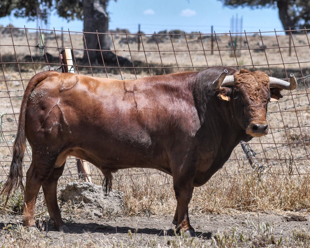 Los toros de Sánchez Urbina para Don Benito