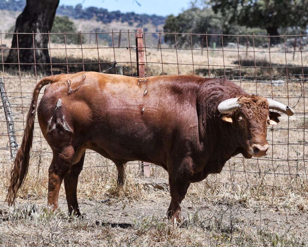 Los toros de Sánchez Urbina para Don Benito
