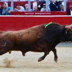 Toro de Daniel Ruiz jugado en la plaza de Albacete.