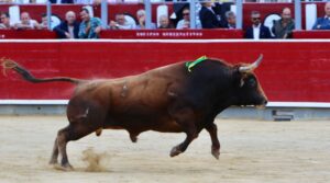 Toro de Daniel Ruiz jugado en la plaza de Albacete.