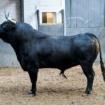 Sorteo. Madrid, domingo 29 de septiembre de 2019