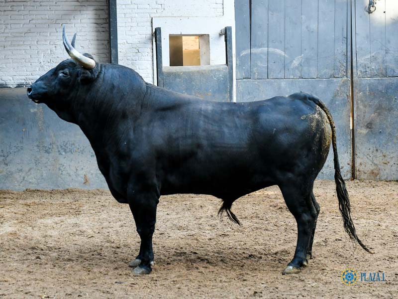 Sorteo. Madrid, domingo 29 de septiembre de 2019