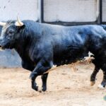 Sorteo. Madrid, domingo 8 de septiembre de 2019