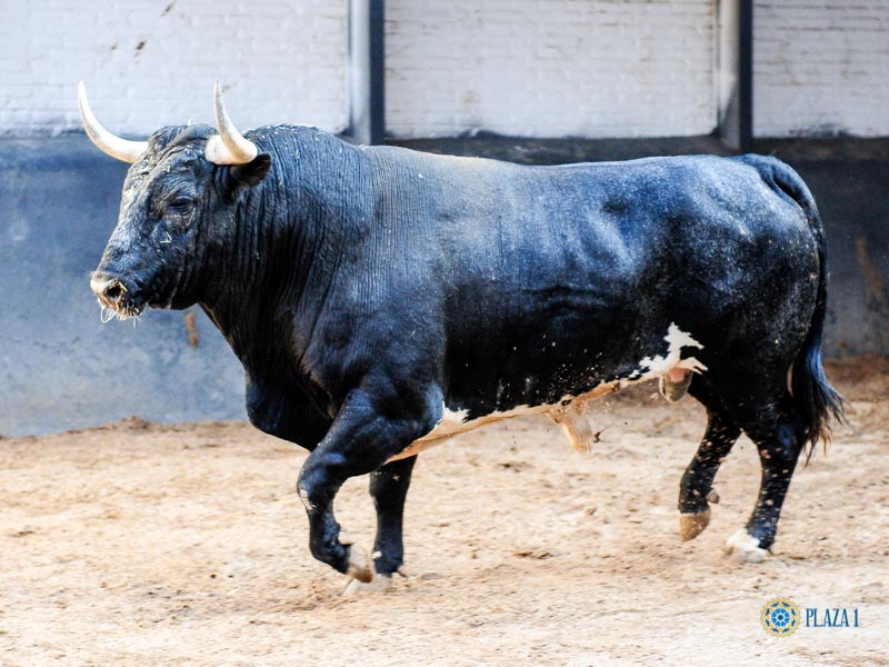 Sorteo. Madrid, domingo 8 de septiembre de 2019