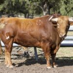 Toros de Garcigrande en el campo para la Feria de la Vendimia de Nimes 2019