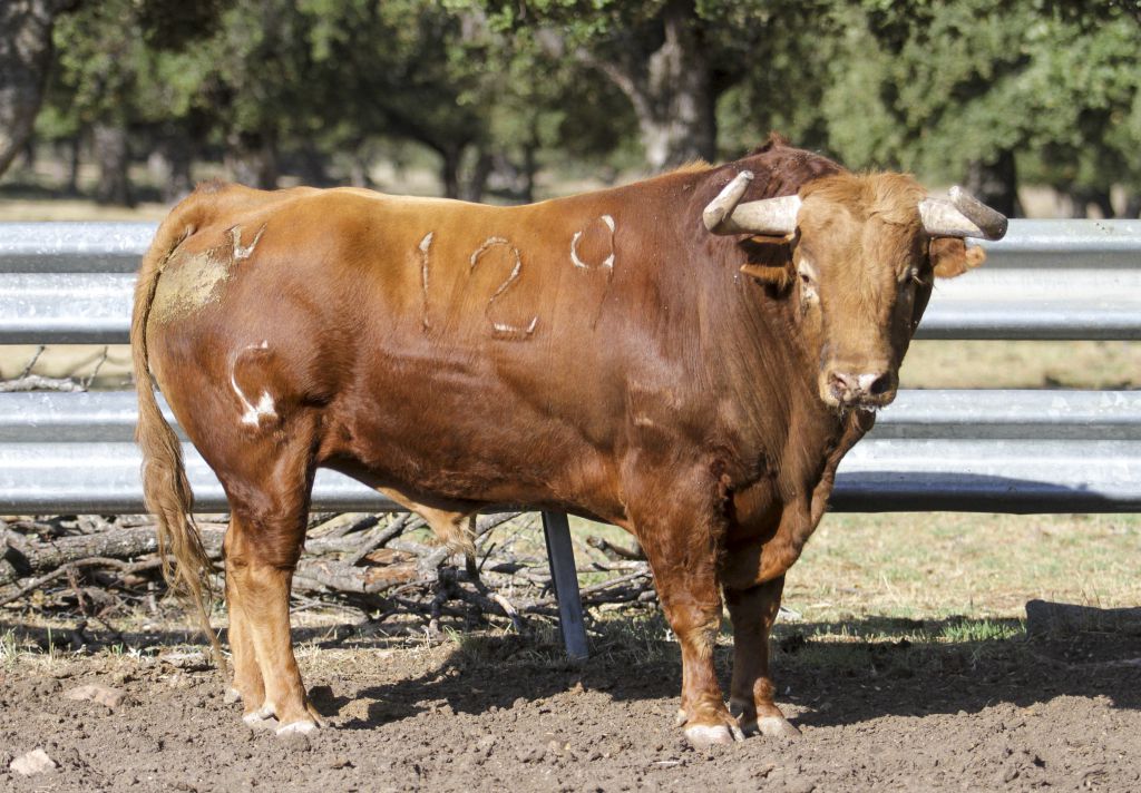 Toros de Garcigrande en el campo para la Feria de la Vendimia de Nimes 2019