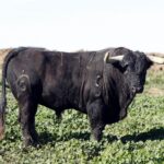 Toros de Fuente Ymbro para la Feria de la Vendimia de Nimes 2019