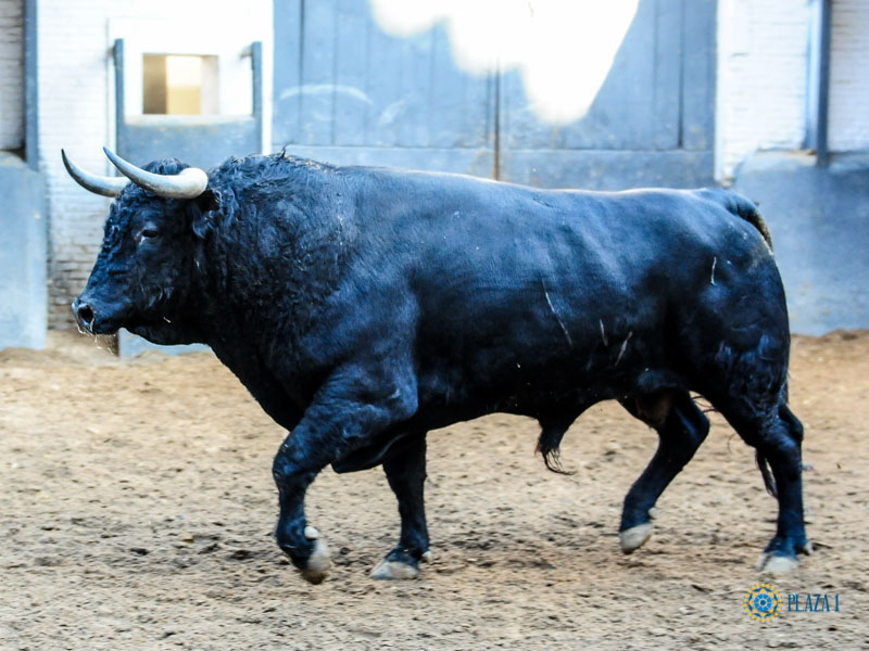 Sorteo. Madrid, sábado 28 de septiembre de 2019