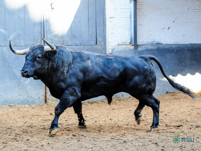 Sorteo. Madrid, sábado 28 de septiembre de 2019