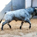 Sorteo. Madrid, domingo 8 de septiembre de 2019