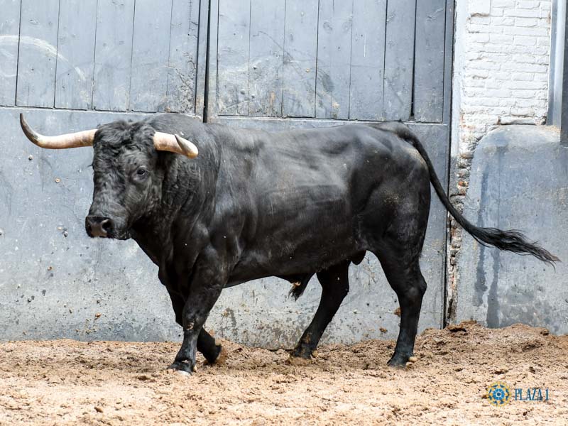 Orden de lidia. Madrid, domingo 15 de septiembre de 2019