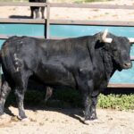 Toros de Fuente Ymbro para la Feria de la Vendimia de Nimes 2019