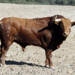 Toros de Fuente Ymbro para la Feria de la Vendimia de Nimes 2019
