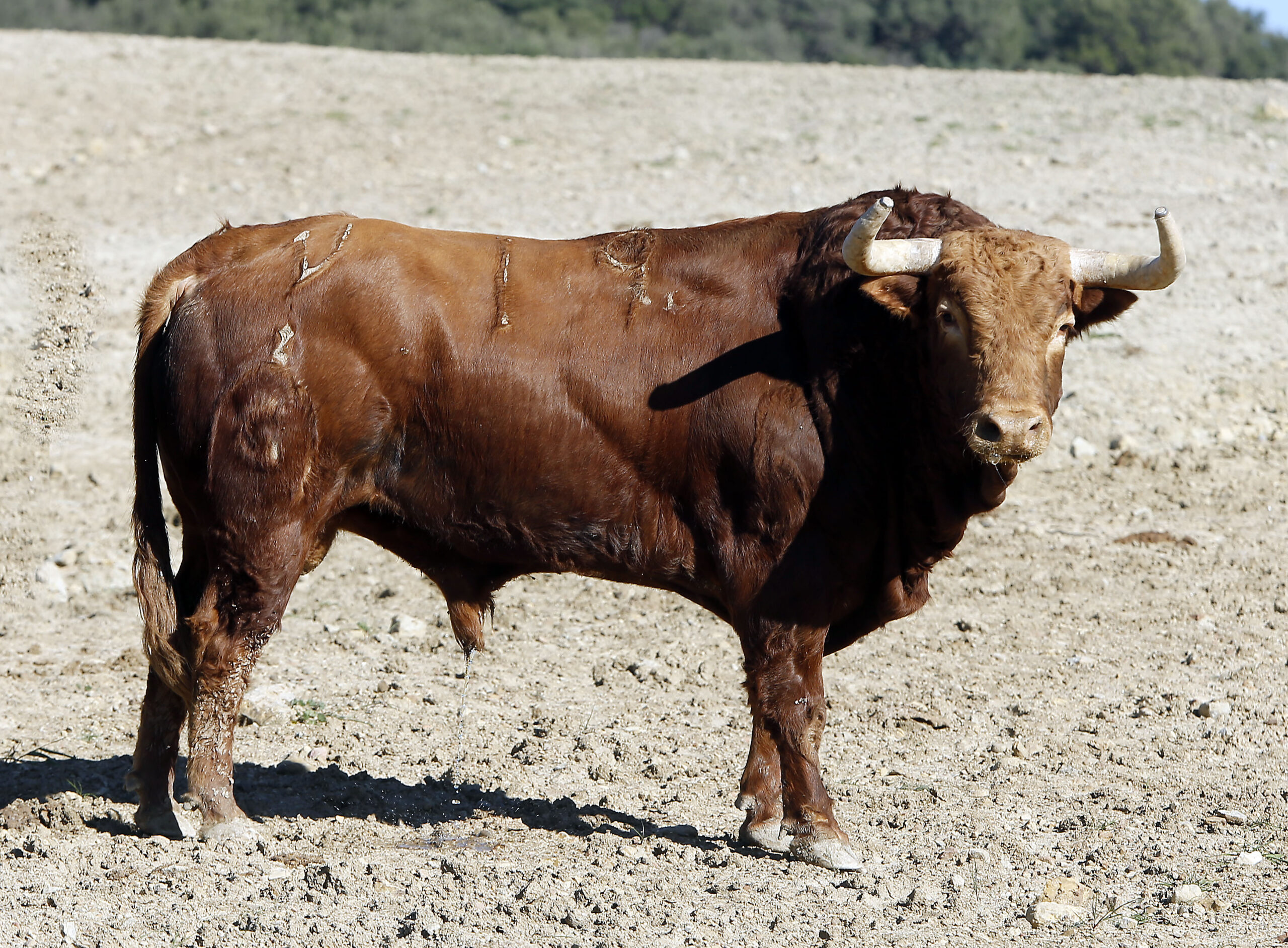 Toros de Fuente Ymbro para la Feria de la Vendimia de Nimes 2019