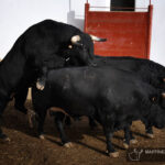 Sorteo. Palencia, domingo 1 de septiembre de 2019