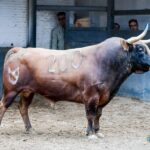 Sorteo. Madrid, domingo 29 de septiembre de 2019