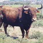 Toros de Robert Margé para el 13 de septiembre de 2019 en Nimes.